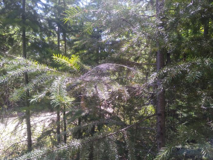 Weird dome shapped spider web