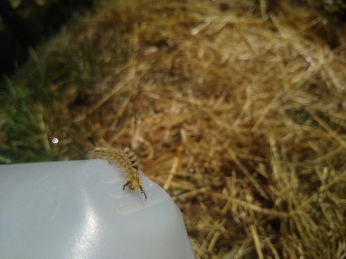 Crazy caterpillar