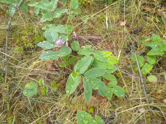 Oregon grape collecting water