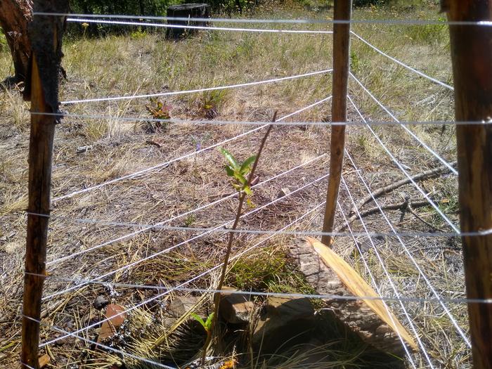 Kerry, your chestnut has some new leaves coming on