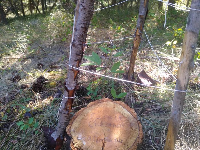 Forest Chestnut is still looking happy