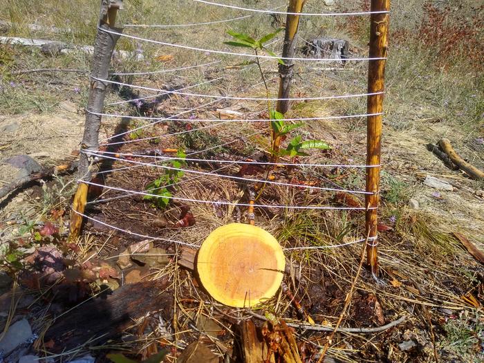 Raven, your tree is currently first in the "most likely to make me build a bigger fence" competition