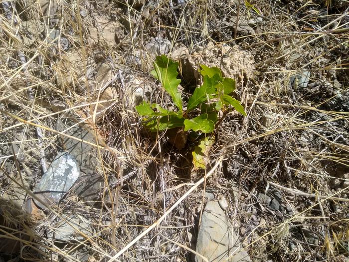 A little oak tree I found growing on my plot