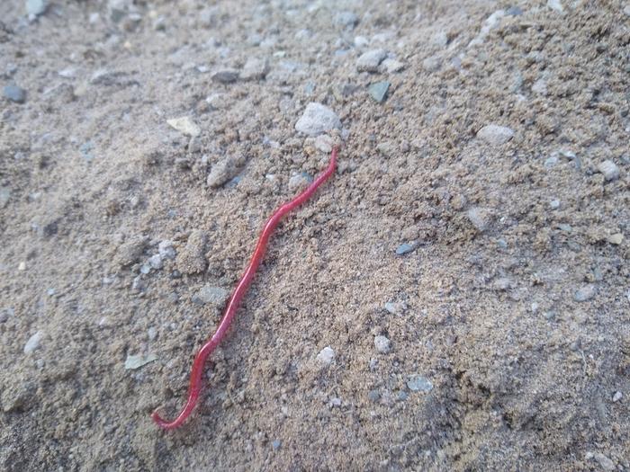 Beautiful somethingipede me and Dez found sifting gravel
