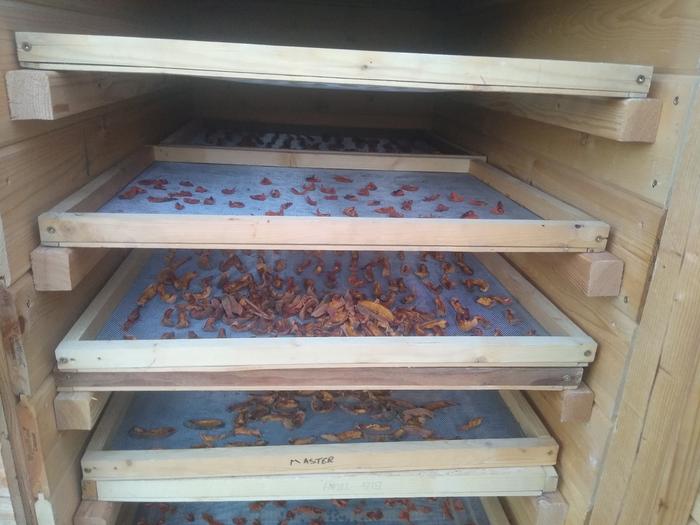 Dehydrator full of (mostly gleaned) fruit