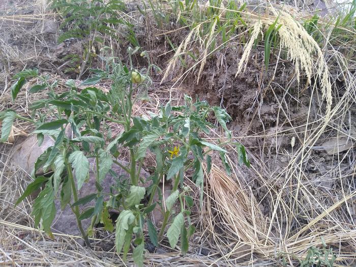 Tomato with a little tomato on Orin's plot