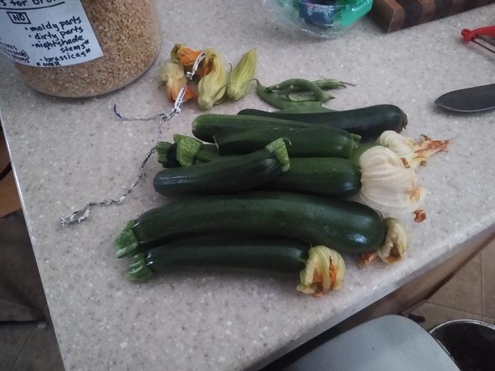 Zucchini from the hugels at basecamp