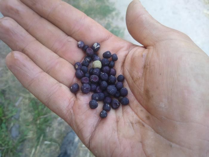 Weird black peas. I'm going to try and grow them out next year and develop a plant that yields just black ones
