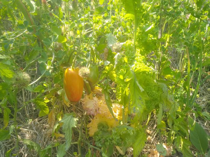 Tomato at the Abbey is starting to turn