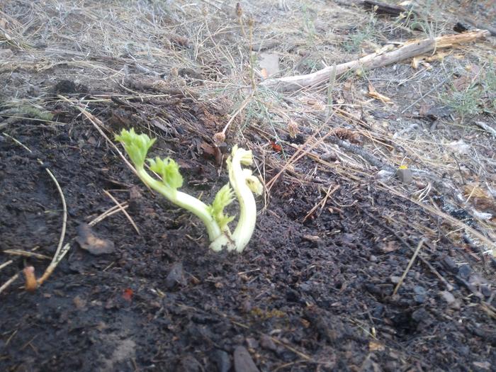 I planted a leek from the good food store compost... and it sprouted!