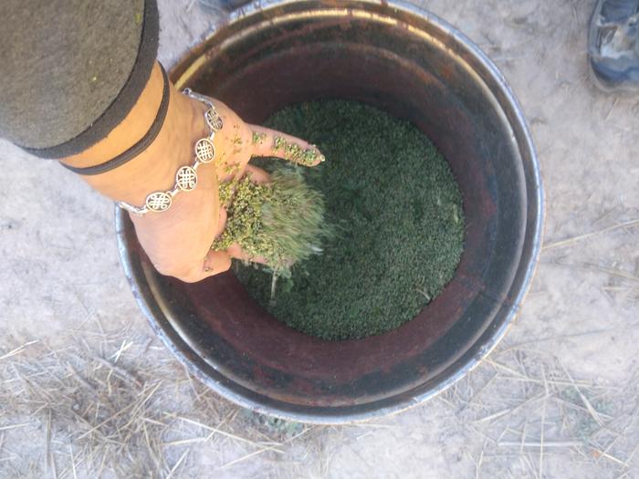 Harvested 2 gallons ish of Lambs Quarter seed from the Abbey hugels