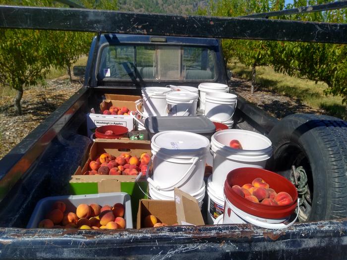 Gleaned a couple peaches