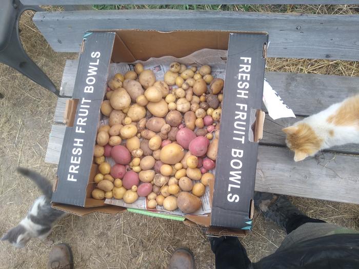 Potatoes from the basecamp hugels