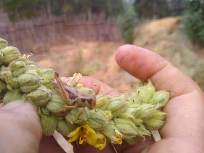 Grasshopper on some mullein