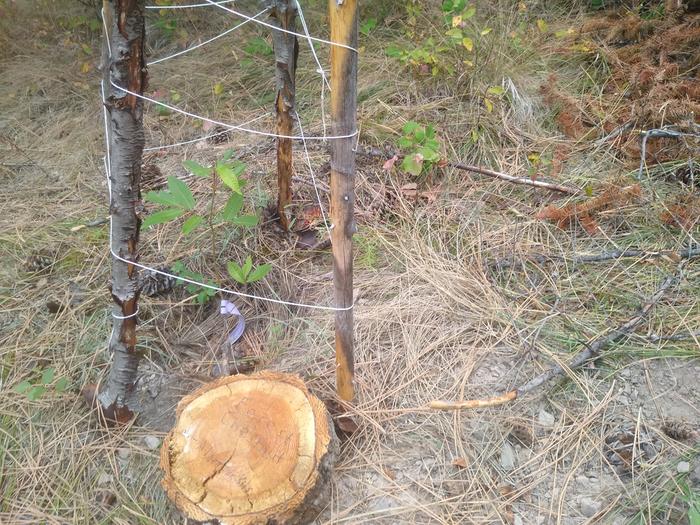 Forest Chestnut looking happy as usual :)