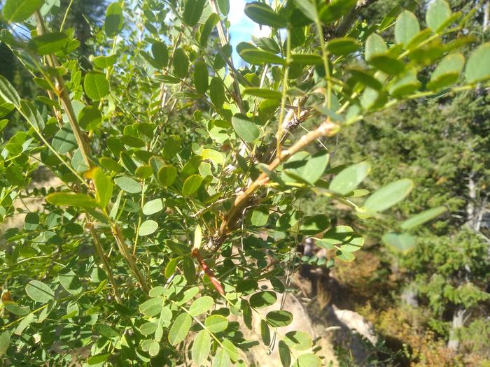 Was pretty excited when I found proof this bush I'm the back paddock was a pea shrub not black locust. Josiah said it was old news