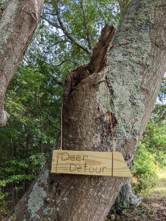 Deer Detour sign on an oak tree