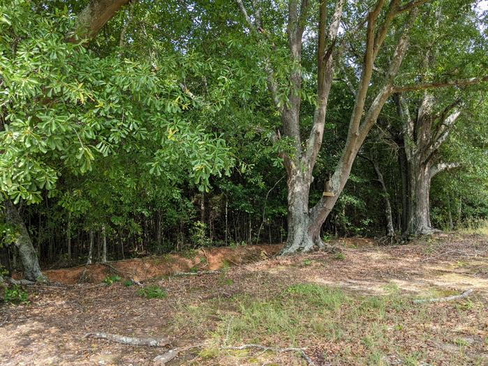 The area under the oak trees