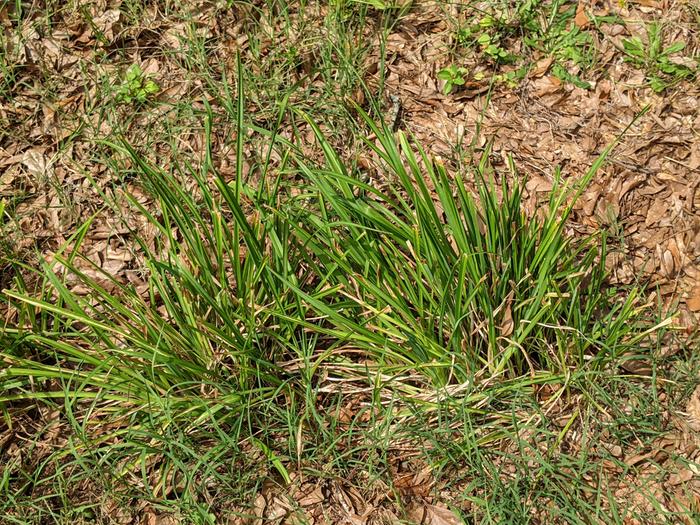 Transplanted daylilies