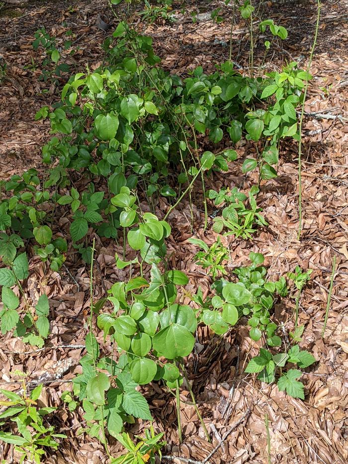 Leaving Greenbrier and blackberries to grow