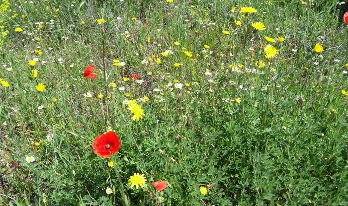 Spring meadow