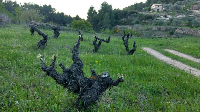 The ancient vines in early spring