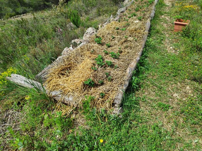 No dig potatoe bed