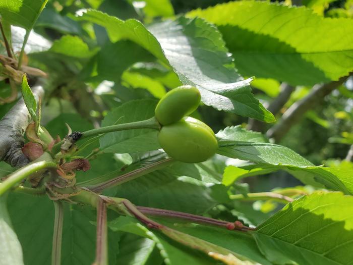 [Thumbnail for 20200422_153334.jpg]