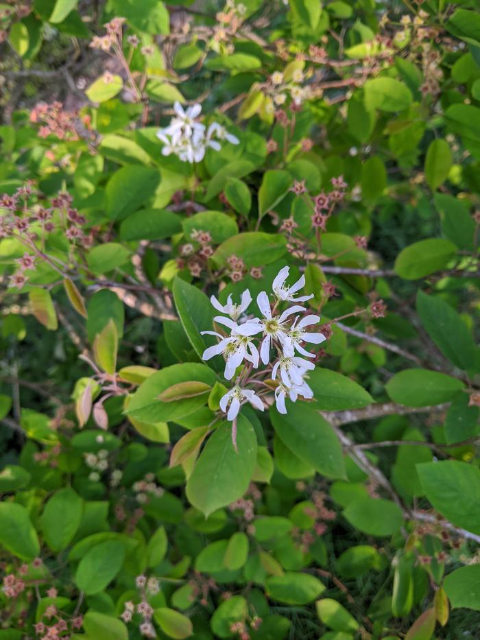 Juneberry flower? Taken end of April, south facing, but quite exposed part of the garden between two magnolias