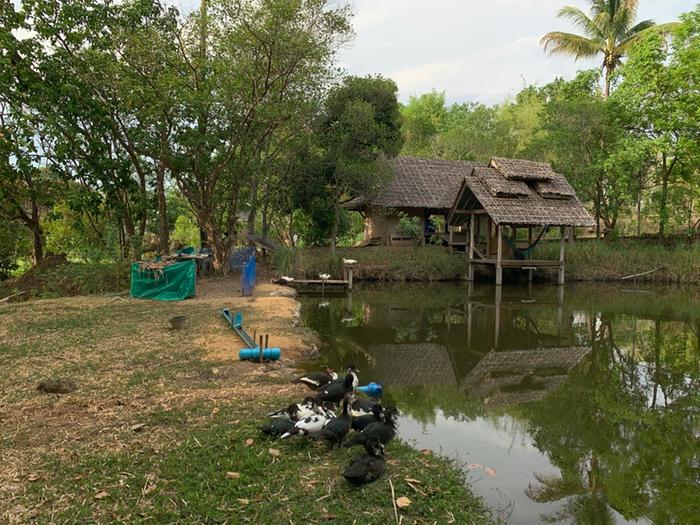 Pond used as duck habitat