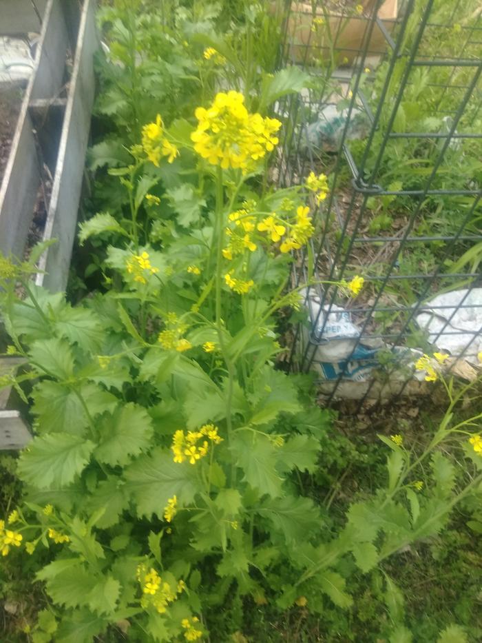 Mustard greens? Radishes?