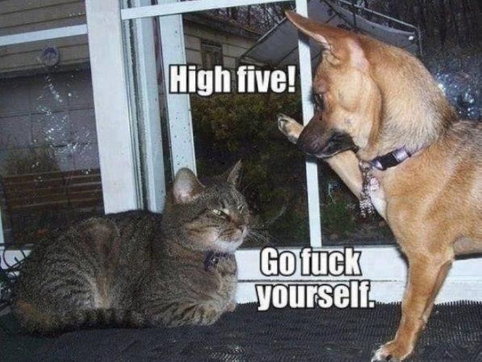 cat-dog-humor