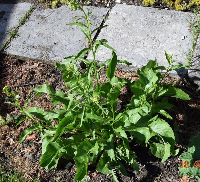 [Thumbnail for whatisthis3.JPG]