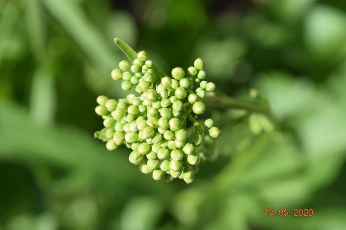 [Thumbnail for whatisthis2.JPG]