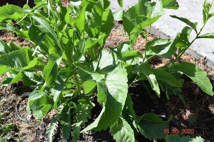 [Thumbnail for whatisthis.JPG]