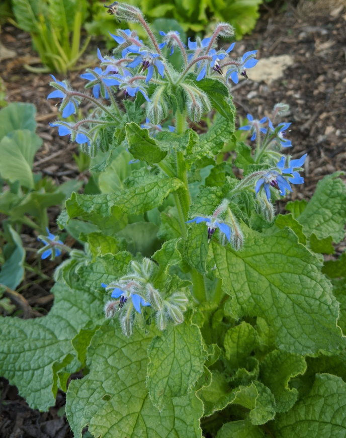 Borage in bloom