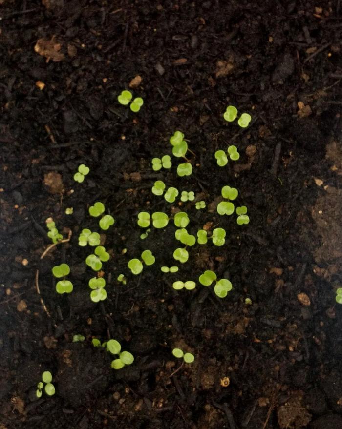 seeds coming up