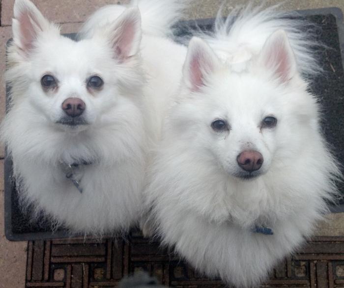 dogs