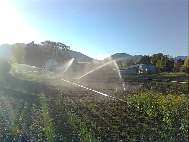 sprinkler irrigation