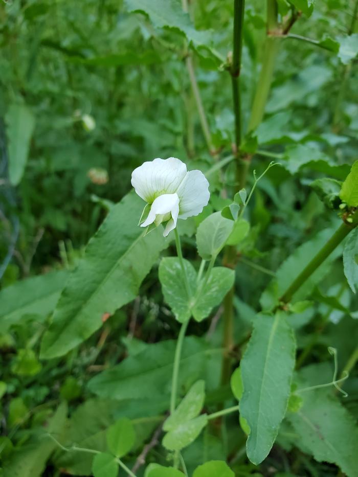 [Thumbnail for 20200517_191545.jpg]