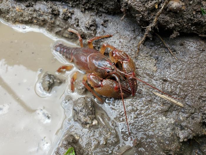 Crayfish in small pond