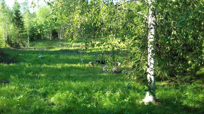 sheep in summer pasture