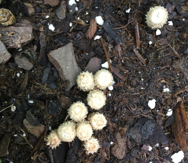 [Thumbnail for 5E11374E-8A0A-4DEC-8C24-56CF0ABEA6BB.jpeg]