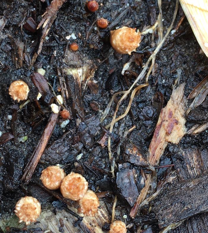 [Thumbnail for 65AFEFDD-A9E4-45DE-86E8-16D411D6CE14.jpeg]