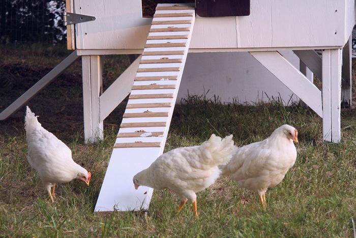 My first chickens