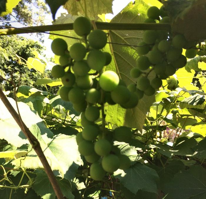  I'a a Yankee so I needed Concord grapes
