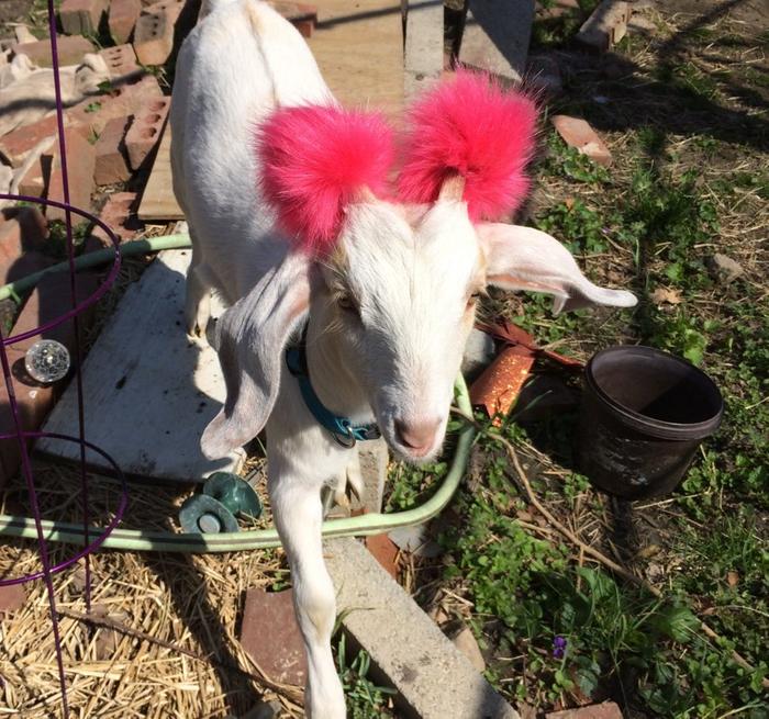 Cassandra with her horn guard Pompoms