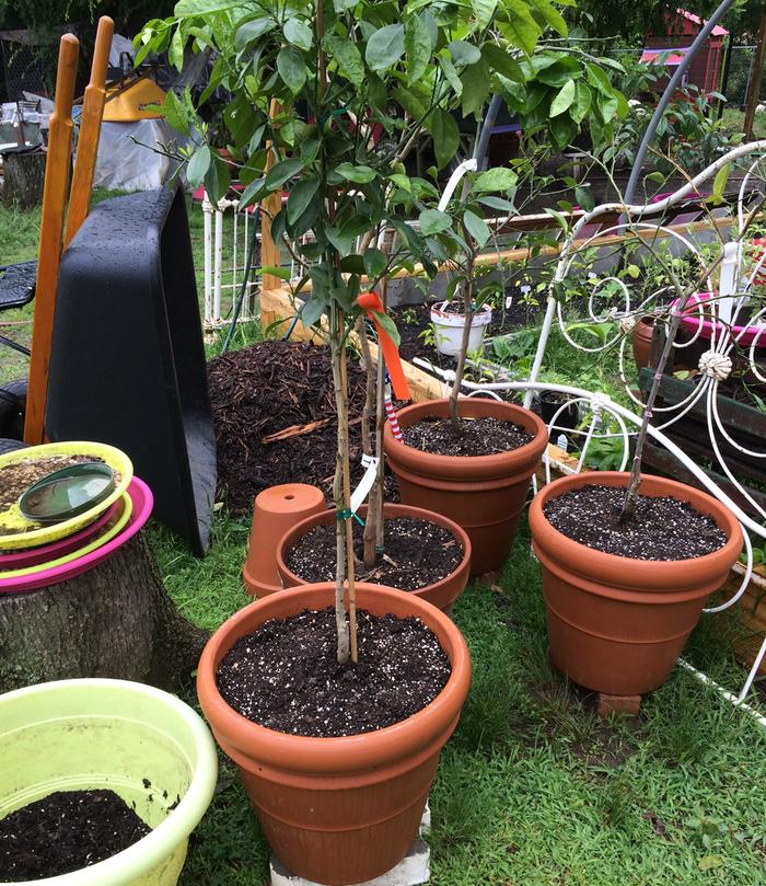Potting citrus for the greenhouse