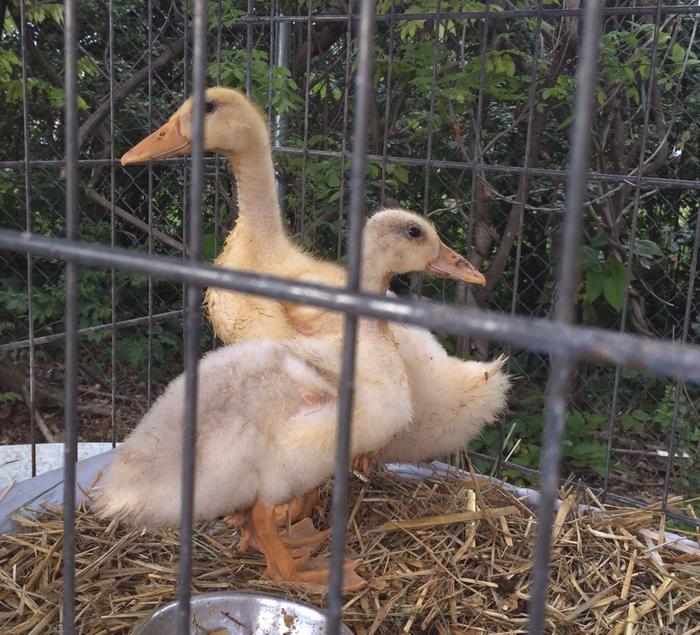 baby ducks hatched by a chicken