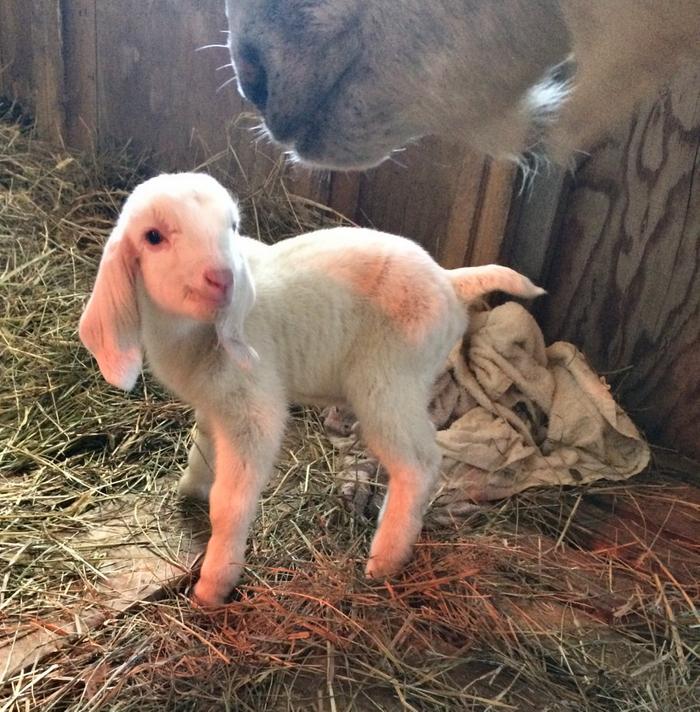 Thor just 10 minutes old